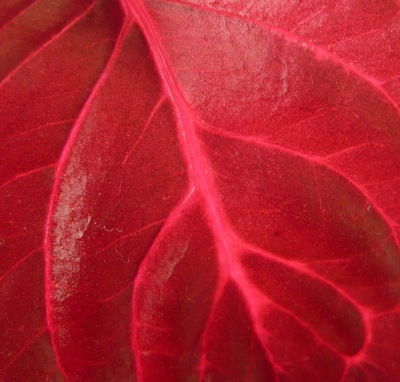 Detail listu Iresine herbstii