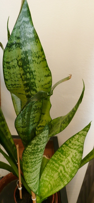Sansevieria metallica