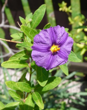 Solanum rantonnetii
