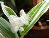 Tradescantia fluminensis Voděnka