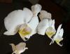 Phalaenopsis 