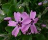 Dianthus Hvozdík