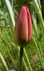 Tulipa Tulipán