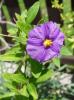 Lycianthes rantonnetii Lilek
