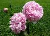 Paeonia Pivoňka