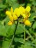 Lotus corniculatus Štírovník růžkatý