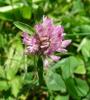 ? Jetel