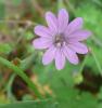 Geranium pyrenaicum Kakost pyrenejský