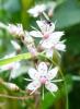 Lewisia Lewisie