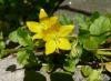 Lysimachia nommularia Vrbina penízková