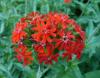 Lychnis chalcedonica Kohoutek chalcedonský