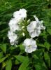 Phlox Flox