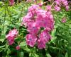 Phlox Flox