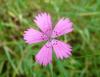 Dianthus deltoides Hvozdík kropenatý