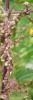 Urtica dioica Kopřiva dvoudomá