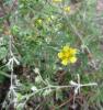 Potentilla argentea Mochna stříbrná