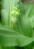 Eucomis bicolor Chocholatice