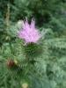 Cirsium vulgare Pcháč obecný