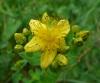 Hypericum maculatum Třezalka skvrnitá