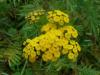 Tanacetum vulgare Vratič obecný