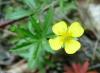 Potentilla erecta Mochna nátržník