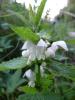 Lamium album Hluchavka bílá