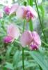 Lathyrus sylvestris Hrachor lesní