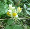 Linaria vulgaris Lnice květel