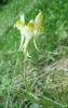 Linaria vulgaris Lnice květel