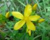 Hypericum perforatum Třezalka tečkovaná