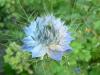 Nigella Černucha