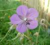 Geranium pratense Kakost luční