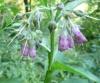 Symphytum officinale Kostival lékařský