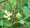 Astragalus glycyphyllos Kozinec sladkolistý