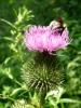 Cirsium vulgare Pcháč obecný