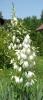 Yucca flaccida Julea, palmová lilie