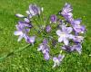 Agapanthus Kalokvět