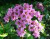 Bergenia Bergénie