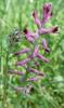 Fumaria officinalis Zemědým lékařský