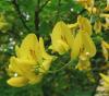 Laburnum anagyroides Zlatý déšť