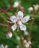 Lewisia Lewisie
