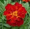 Tagetes patula Afrikán, aksamitník