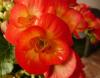 Begonia eliator Begonie