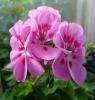 Pelargonium zonale Muškát