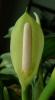Aglaonema commutatum Aglaonema