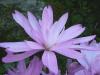 Colchicum Ocún