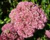 Sedum telephium Rozchodník