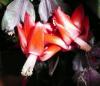 Schlumbergera truncata Vánoční kaktus