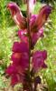 Antirrhinum Hledík