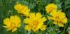 Coreopsis grandiflora Krásnoočko velkokvěté
